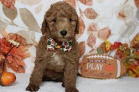 Seville, a male Poodle - Miniature  for sale in Trenton, MO – 3 of 8