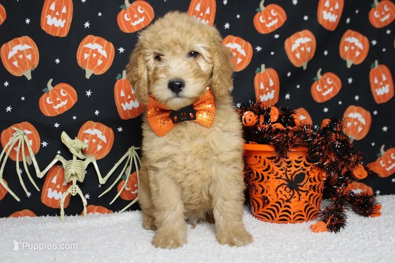 Meatball  – Goldendoodle puppy for sale in Trenton, MO