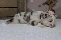 Muffy , a female Pomsky for sale in Trenton, MO – 6 of 10