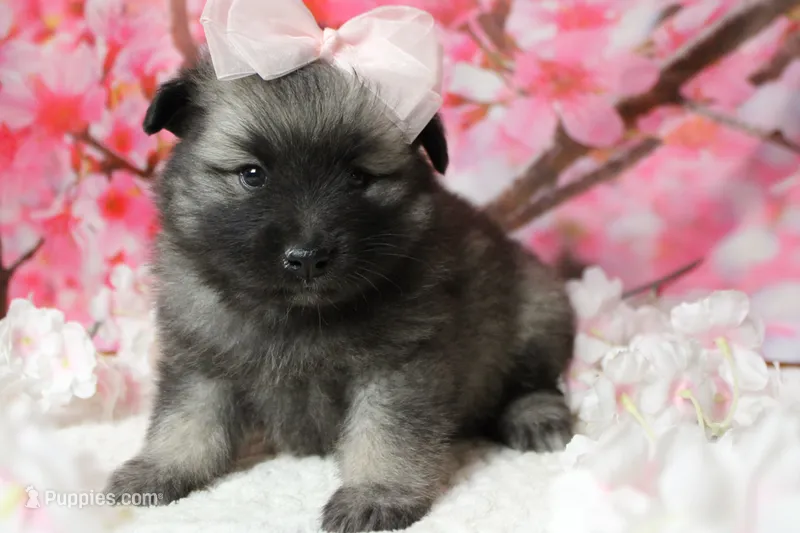 Anna  – Keeshond puppy for sale in Trenton, MO