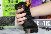 Adeline , a female Poodle - Toy  for sale in Trenton, MO – 10 of 10