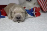 Focaccia , a male Golden Retriever for sale in Trenton, MO – 3 of 10