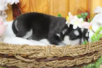 Kira , a female Siberian Husky for sale in Trenton, MO – 5 of 9