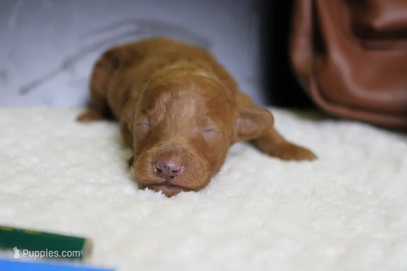 Mandarin  – Poodle - Miniature  puppy for sale in Trenton, MO