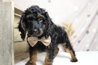Toffee , a male Cockapoo for sale in Trenton, MO – 8 of 9