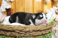 Storm , a male Siberian Husky for sale in Trenton, MO – 7 of 10