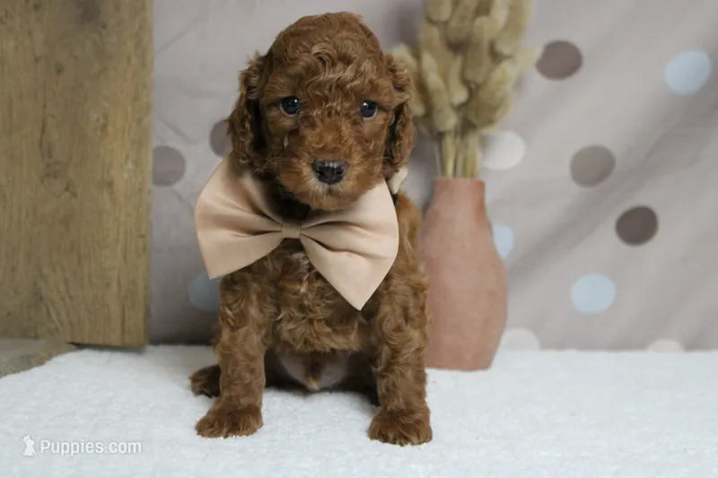 Tangelo  – Poodle - Miniature  puppy for sale in Trenton, MO