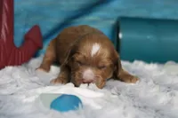 Pistachio, a male Cocker Spaniel and Poodle - Toy  for sale in Trenton, MO – 1 of 7