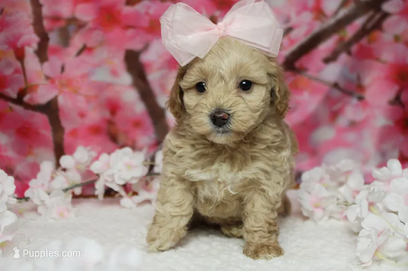 Violet  – Poodle - Toy , Havapoo puppy for sale in Trenton, MO