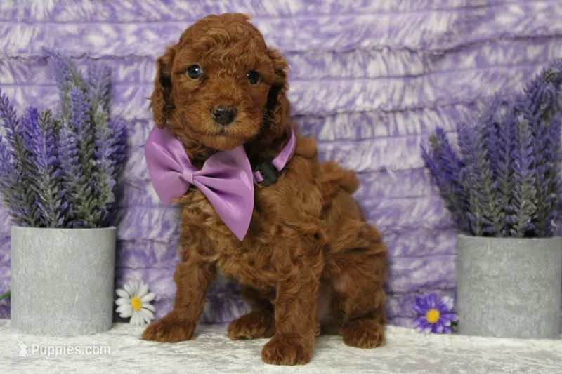 Tangelo  – Poodle - Miniature  puppy for sale in Trenton, MO