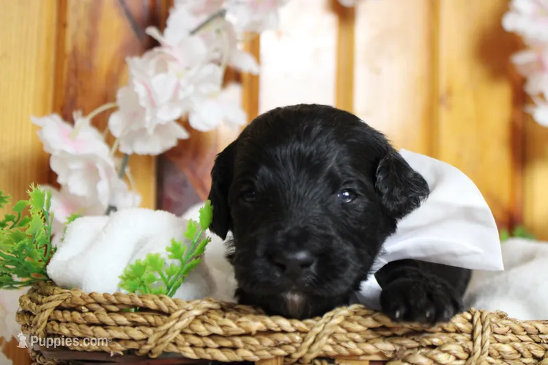 Onyx  – Bernedoodle puppy for sale in Trenton, MO