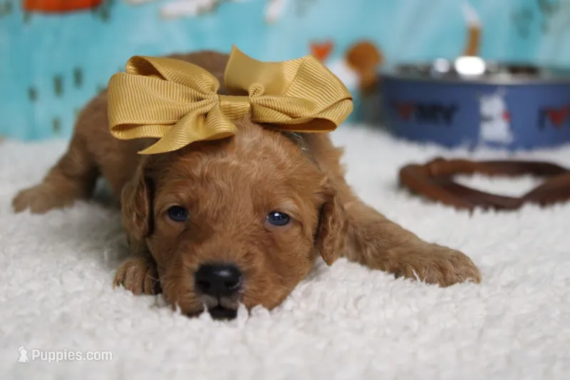 Clementine – Poodle - Miniature  puppy for sale in Trenton, MO