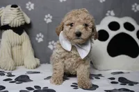 Willie , a male Poodle - Toy  and Havapoo for sale in Trenton, MO – 1 of 10