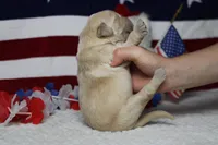 Focaccia , a male Golden Retriever for sale in Trenton, MO – 8 of 10