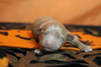 Athos , a male Havapoo for sale in Trenton, MO – 2 of 7