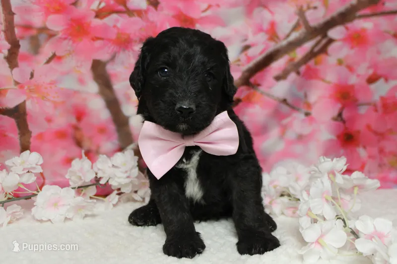 Zephyr – Bernedoodle puppy for sale in Trenton, MO
