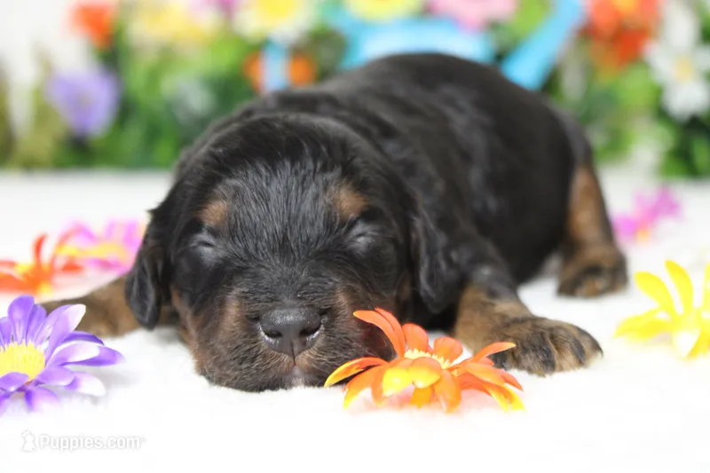 Gelato – Cockapoo puppy for sale in Trenton, MO