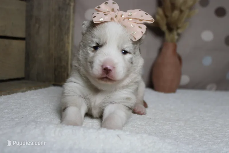 Muffy  – Pomsky puppy for sale in Trenton, MO