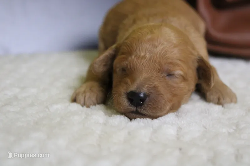 Ravioli  – Miniature Goldendoodle puppy for sale in Trenton, MO