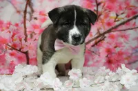 Jonathon , a male Akita for sale in Trenton, MO – 4 of 9