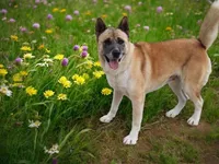 KJ, a female Akita for sale in Trenton, MO – 6 of 8