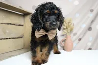 Toffee , a male Cockapoo for sale in Trenton, MO – 6 of 9