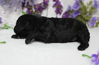 Peppercorn , a male Poodle - Toy  for sale in Trenton, MO – 5 of 10