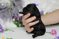 Pandora , a female Poodle - Toy  for sale in Trenton, MO – 10 of 10