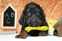Toffee , a male Cockapoo for sale in Trenton, MO – 2 of 6