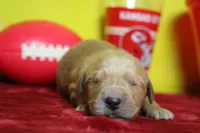 Papaya, a male Golden Retriever for sale in Trenton, MO – 3 of 9