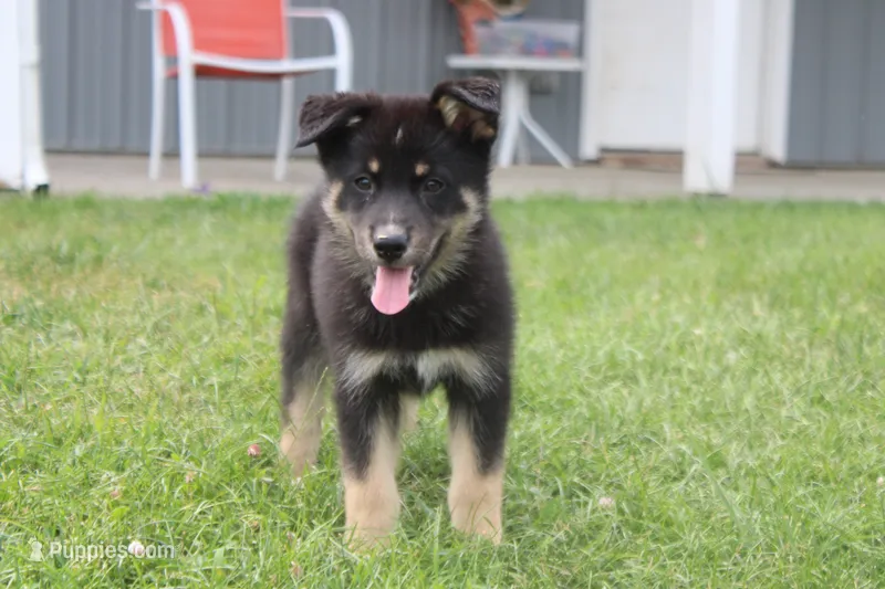 Violet  – Siberian Husky, Miniature Aussiedoodle puppy for sale in Trenton, MO