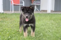 Violet , a male Siberian Husky and Miniature Aussiedoodle for sale in Trenton, MO – 1 of 8