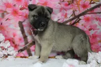 Braeburn, a male Akita for sale in Trenton, MO – 6 of 9