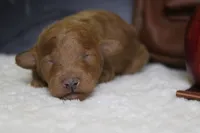 Valencia , a female Poodle - Miniature  for sale in Trenton, MO – 2 of 7