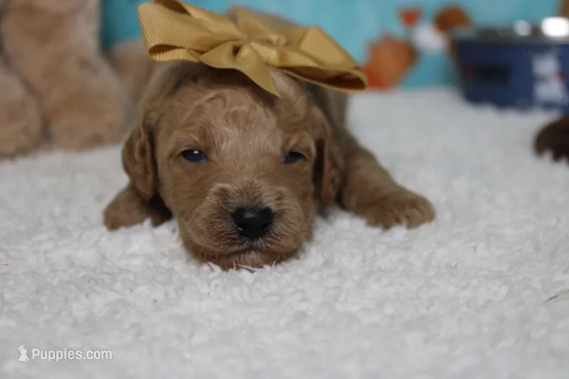 Gnocchi – Miniature Goldendoodle puppy for sale in Trenton, MO
