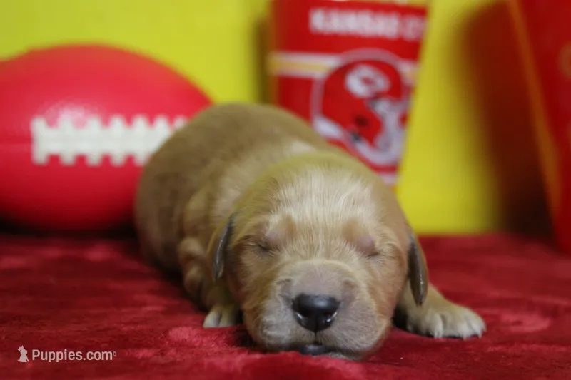 Papaya – Golden Retriever puppy for sale in Trenton, MO