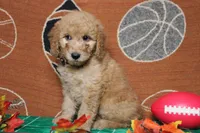 Meatball , a male Goldendoodle for sale in Trenton, MO – 8 of 10
