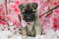 Braeburn, a male Akita for sale in Trenton, MO – 3 of 9