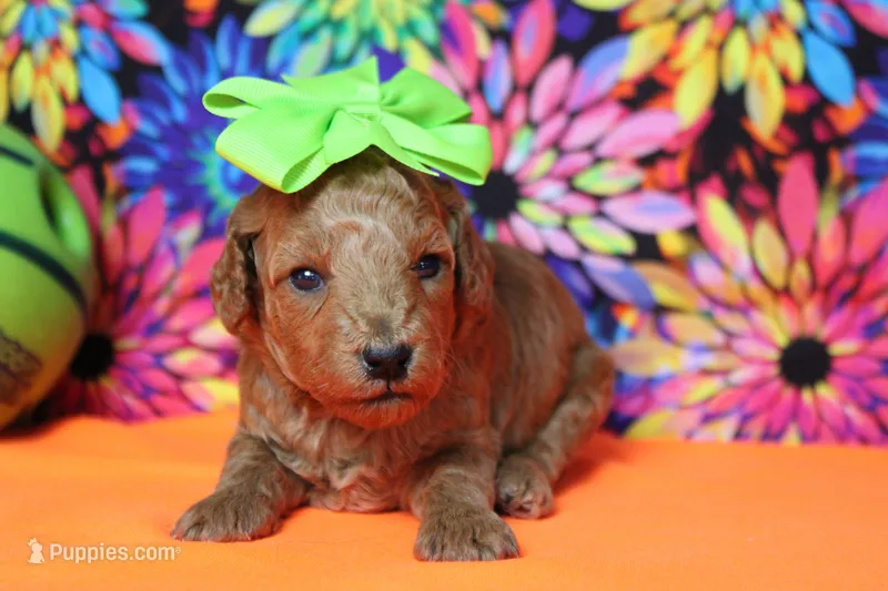 Tangerine – Poodle - Miniature  puppy for sale in Trenton, MO