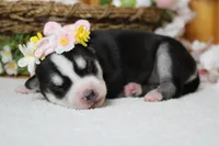 Sasha , a female Siberian Husky for sale in Trenton, MO – 7 of 8
