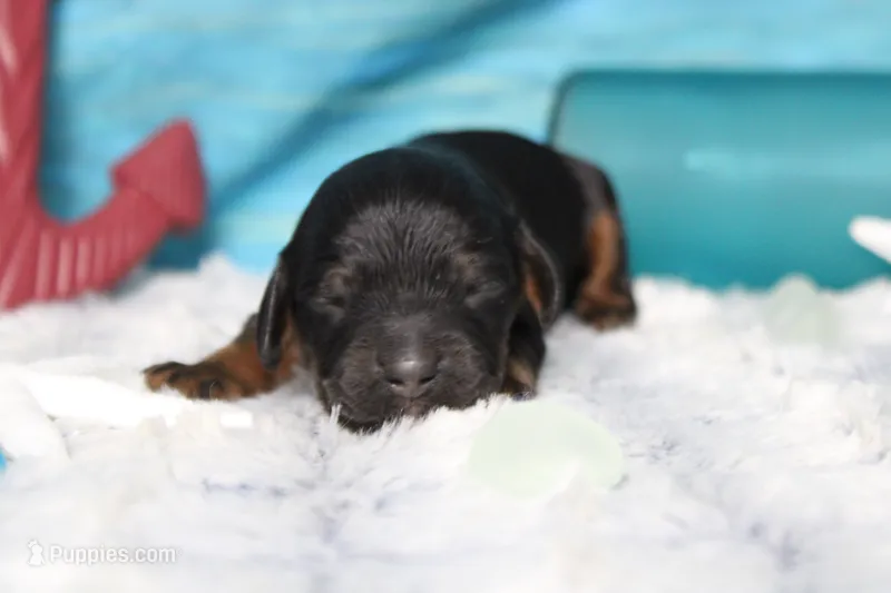 Toffee  – Cocker Spaniel, Poodle - Toy  puppy for sale in Trenton, MO
