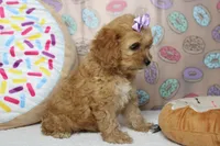 Maddie, a female Cockapoo for sale in Trenton, MO – 7 of 7