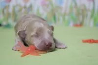 Violet , a female Poodle - Toy  and Havapoo for sale in Trenton, MO – Photo 2 of 9