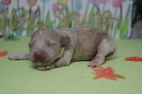 Violet , a female Poodle - Toy  and Havapoo for sale in Trenton, MO – Photo 7 of 9