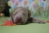 Violet , a female Poodle - Toy  and Havapoo for sale in Trenton, MO – Photo 3 of 9