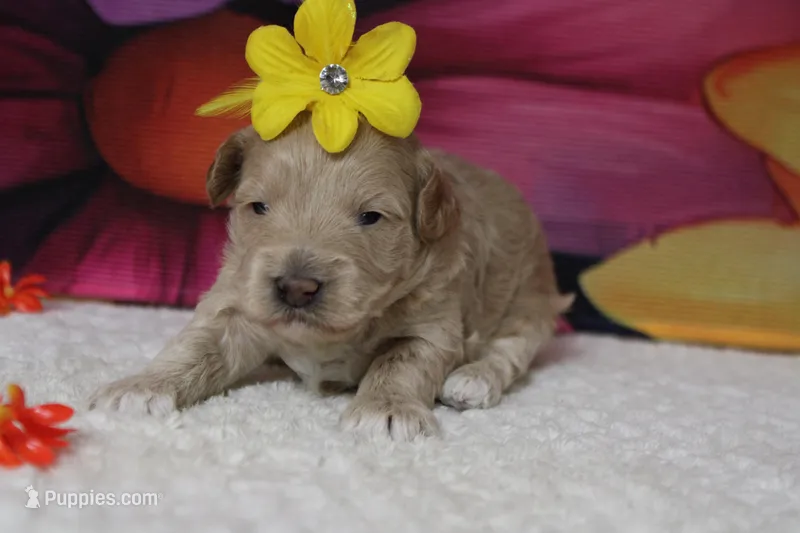 Violet  – Poodle - Toy , Havapoo puppy for sale in Trenton, MO