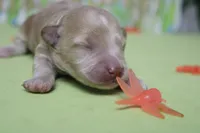 Violet , a female Poodle - Toy  and Havapoo for sale in Trenton, MO – Photo 4 of 9