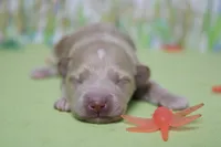 Violet , a female Poodle - Toy  and Havapoo for sale in Trenton, MO – Photo 5 of 9