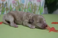 Violet , a female Poodle - Toy  and Havapoo for sale in Trenton, MO – Photo 9 of 9