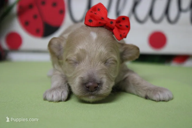 Violet  – Poodle - Toy , Havapoo puppy for sale in Trenton, MO